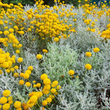 Lavanda Galbena de Bumbac