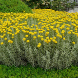 Lavanda Galbena de Bumbac