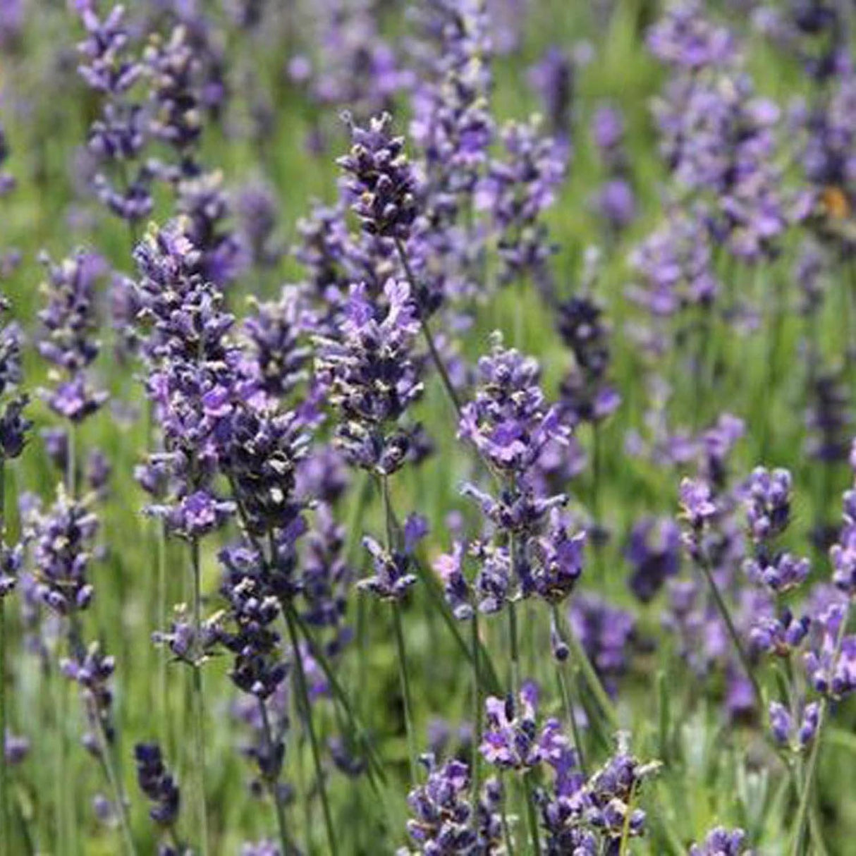 Lavanda englezeasca Angustifolia Munstead, puternic parfumat