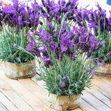Lavanda Spaniola Stoechas, cu flori violet-intens