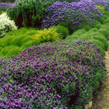Lavanda Spaniola Stoechas, cu flori violet-intens