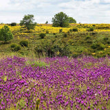 Lavanda Spaniola Stoechas, cu flori violet-intens