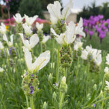 Lavanda White Javelin