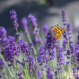 Lavanda Englezeasca Havanna (Lavandula Angustifolia), Lavanda Lavandula Angustifolia Havana cu flori parfumate, rezistenta iarna, atrage albine