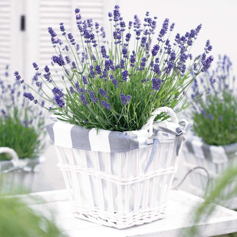 Lavanda Englezeasca Essence Purple lavanda parfumata albastra-mov intens, perena decorativa, rezistenta seceta si frig