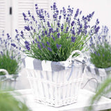 Lavanda Englezeasca Essence Purple lavanda parfumata albastra-mov intens, perena decorativa, rezistenta seceta si frig
