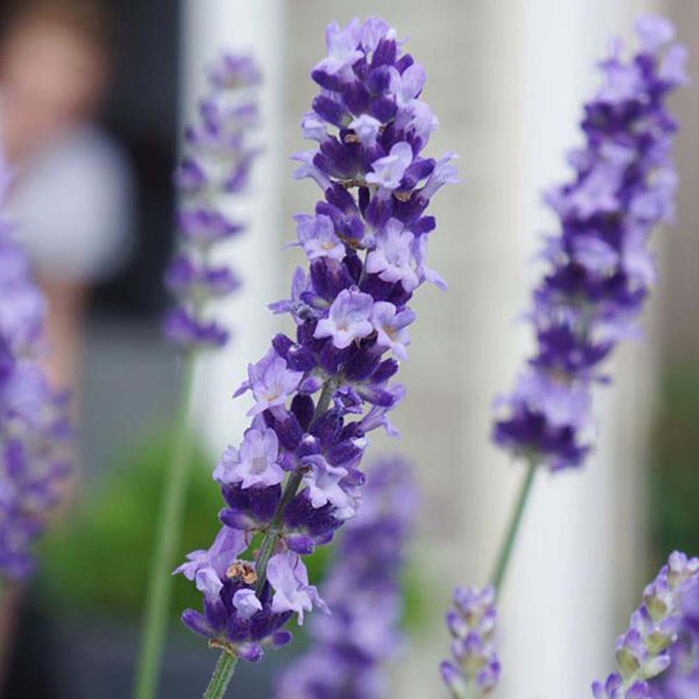Lavanda Englezeasca Hidcote Blue pe tulpina, cu flori albastre-mov si parfum seducator