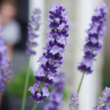 Lavanda Englezeasca Hidcote Blue pe tulpina, cu flori albastre-mov si parfum seducator