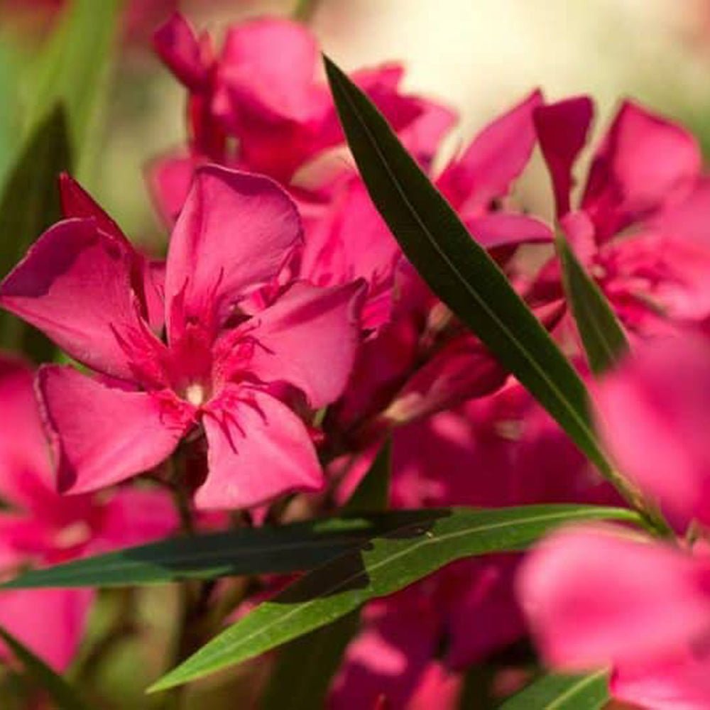 Leandru Nerium Tufa, cu flori roz-inchis