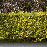Lemn Cainesc Auriu (Ligustrum Ovalifolium Aureum)