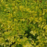 Lemn Cainesc Lemon And Lime