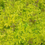 Lemn Cainesc Lemon And Lime