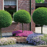 Lemn Cainesc Ligustrum Delavayanum- Tip Copac