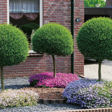 Lemn Cainesc Ligustrum Delavayanum- Tip Copac