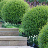 Lemn Cainesc Ligustrum Delavayanum- Tip Copac
