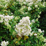 Lemn Cainesc Ligustrum Delavayanum- Tip Copac