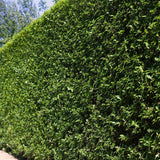 Lemn Cainesc cu frunza ovala (Ligustrum Ovalifolium)