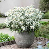 Floarea-de-colt (Leontopodium alpinum), cu flori albe, perena rezistenta decorativa pentru stanca