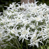 Floarea-de-colt (Leontopodium alpinum), cu flori albe, perena rezistenta decorativa pentru stanca