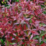 Leucothoe Zebild
