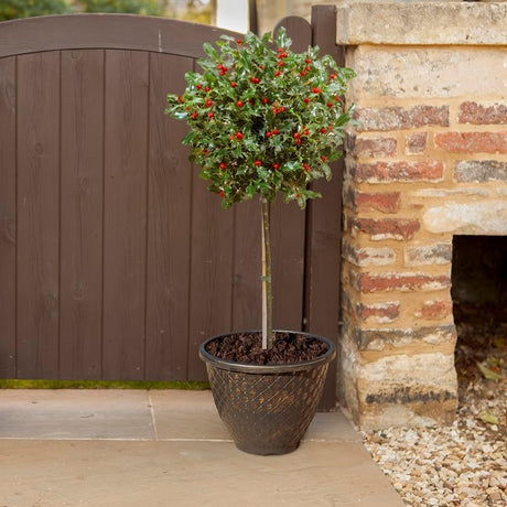 Ilex Blue Maid Copacel, frunzis verde-inchis, vesnic verde, fructe rosii decorative, decor iarna