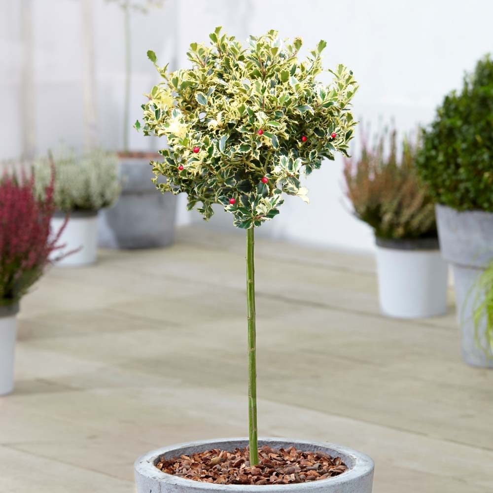 Laur Japonez (Ilex) Golden King Tip Copacel,  arbore vesnic verde, frunze pestrite aurii, fructe rosii decorative, decor de iarna