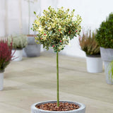 Laur Japonez (Ilex) Golden King Tip Copacel,  arbore vesnic verde, frunze pestrite aurii, fructe rosii decorative, decor de iarna