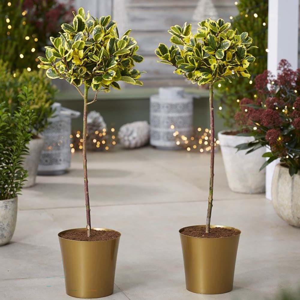 Laur Japonez (Ilex) Golden King Tip Copacel,  arbore vesnic verde, frunze pestrite aurii, fructe rosii decorative, decor de iarna