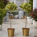 Laur Japonez (Ilex) Golden King Tip Copacel,  arbore vesnic verde, frunze pestrite aurii, fructe rosii decorative, decor de iarna