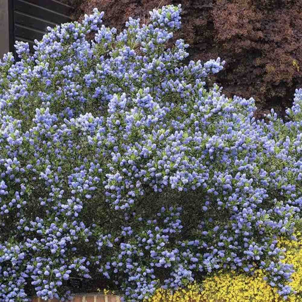 Liliac albastru californian vesnic verde (Ceanothus delieanus Gloire de Versailles)