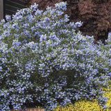 Liliac albastru californian vesnic verde (Ceanothus delieanus Gloire de Versailles)