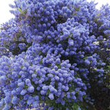 Liliac Californian Tip Copac Repens (Ceanothus Thyrsiflorus), cu flori albastre, vesnic verde