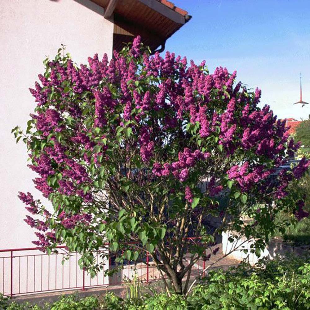 Liliac (Syringa) Copac Andenken An Ludwig Spaeth, cu Flori purpuriu-Inchis