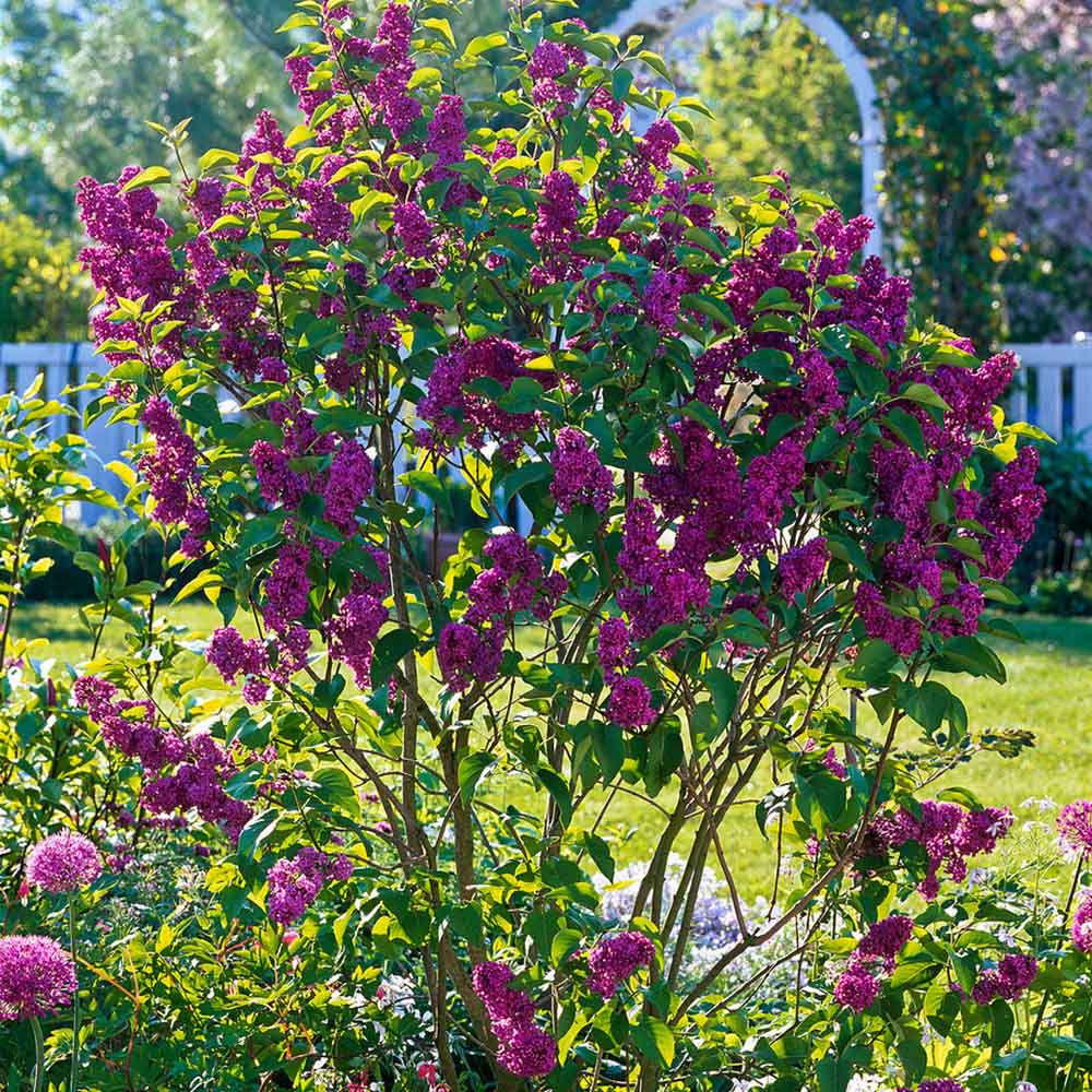 Liliac (Syringa) Copac Andenken An Ludwig Spaeth, cu Flori purpuriu-Inchis