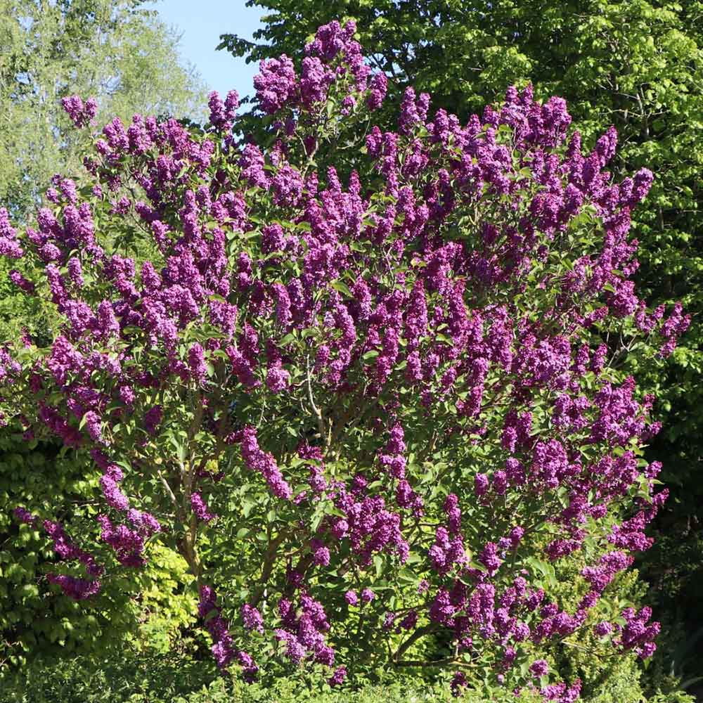 Liliac (Syringa) Copac Andenken An Ludwig Spaeth, cu Flori purpuriu-Inchis