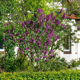 Liliac Andenken An Ludwig Spaeth (Syringa), cu flori purpurii-inchis si parfum seducator