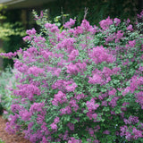 Liliac mov-inchis Bloomerang Dark Purple, cu inflorire repetata (Syringa)