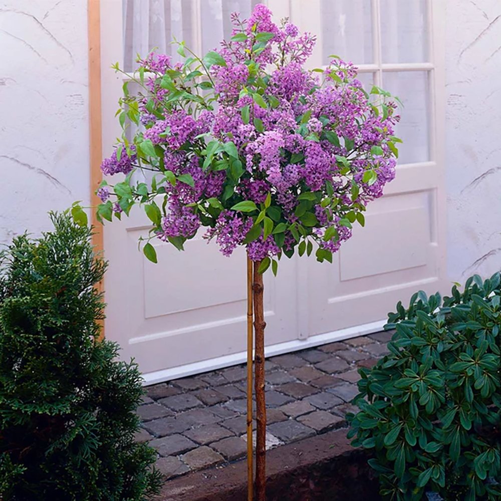 Orgona (Syringa) Sötétlila fa, sötétlila virágokkal és ismételt virágzással