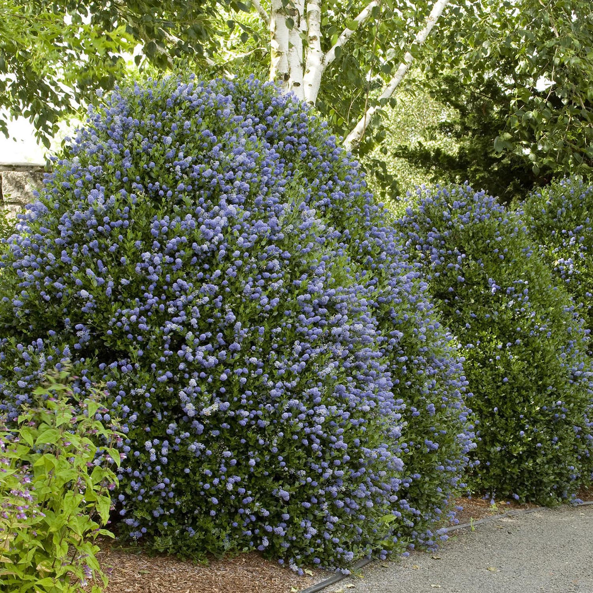 Liliac albastru californian vesnic verde Santa Barbara Victoria (Ceanothus Impressus)