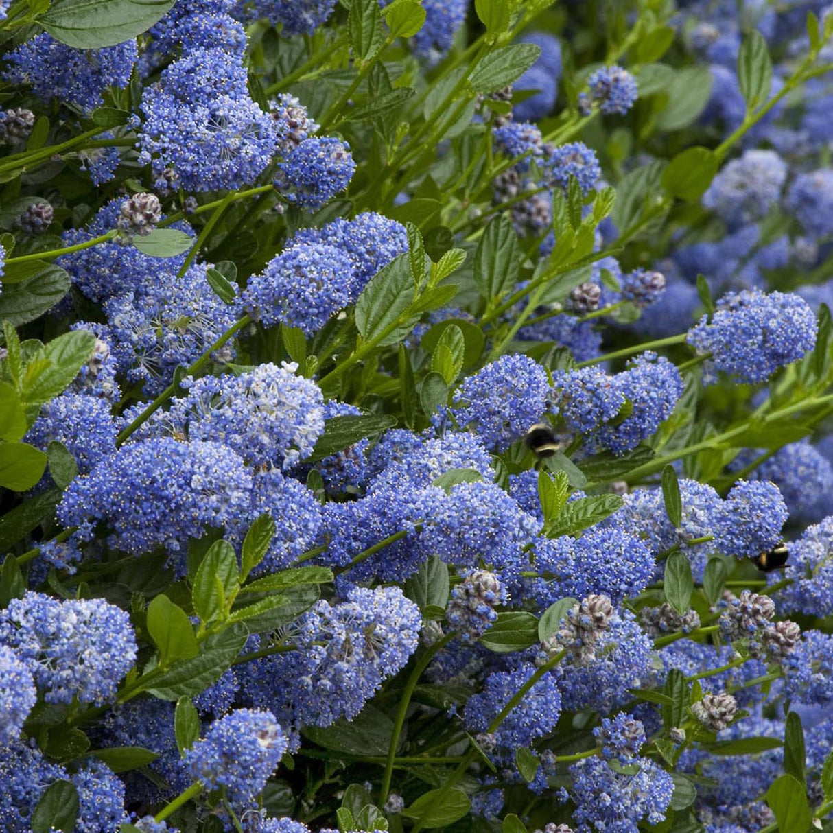 Liliac albastru californian vesnic verde Santa Barbara Victoria (Ceanothus Impressus)