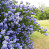 Liliac albastru californian vesnic verde Santa Barbara Victoria (Ceanothus Impressus)