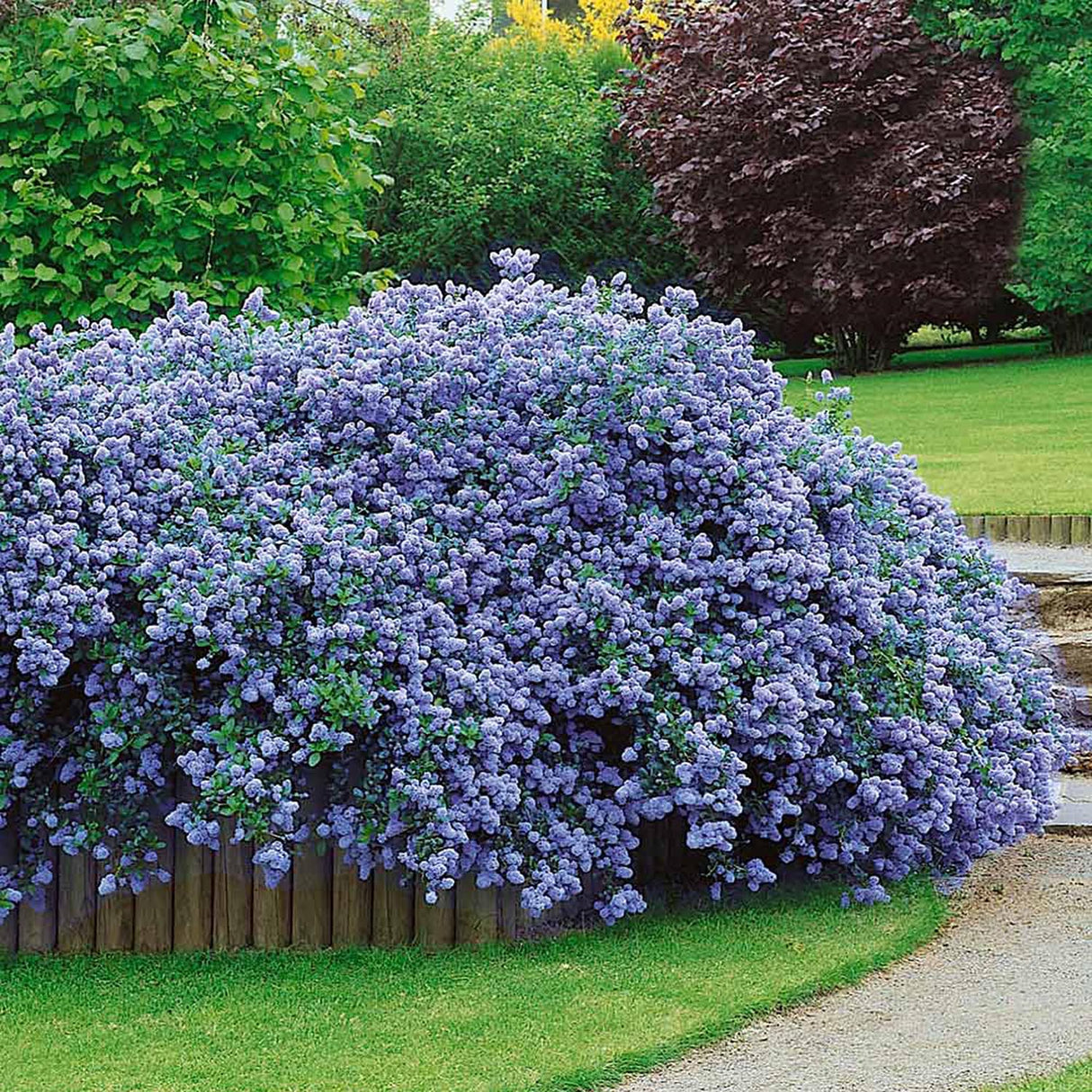 Liliac albastru californian vesnic verde Santa Barbara Victoria (Ceanothus Impressus)