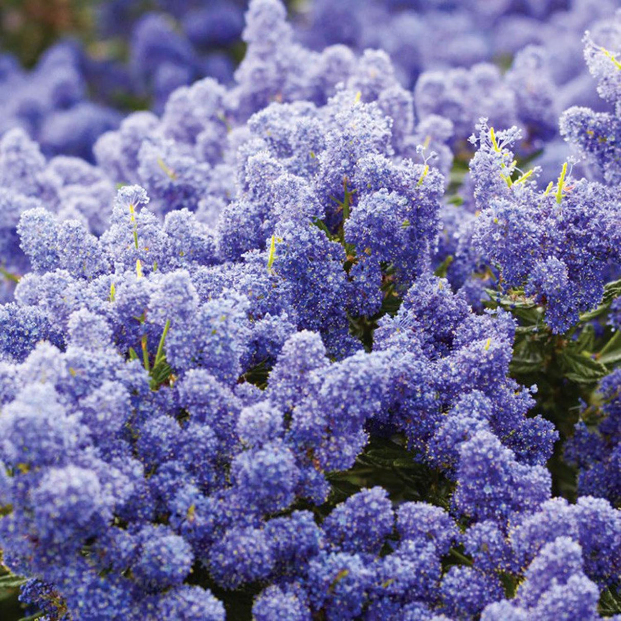 Liliac albastru californian vesnic verde Victoria (Ceanothus Impressus)