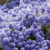 Liliac albastru californian vesnic verde Victoria (Ceanothus Impressus)