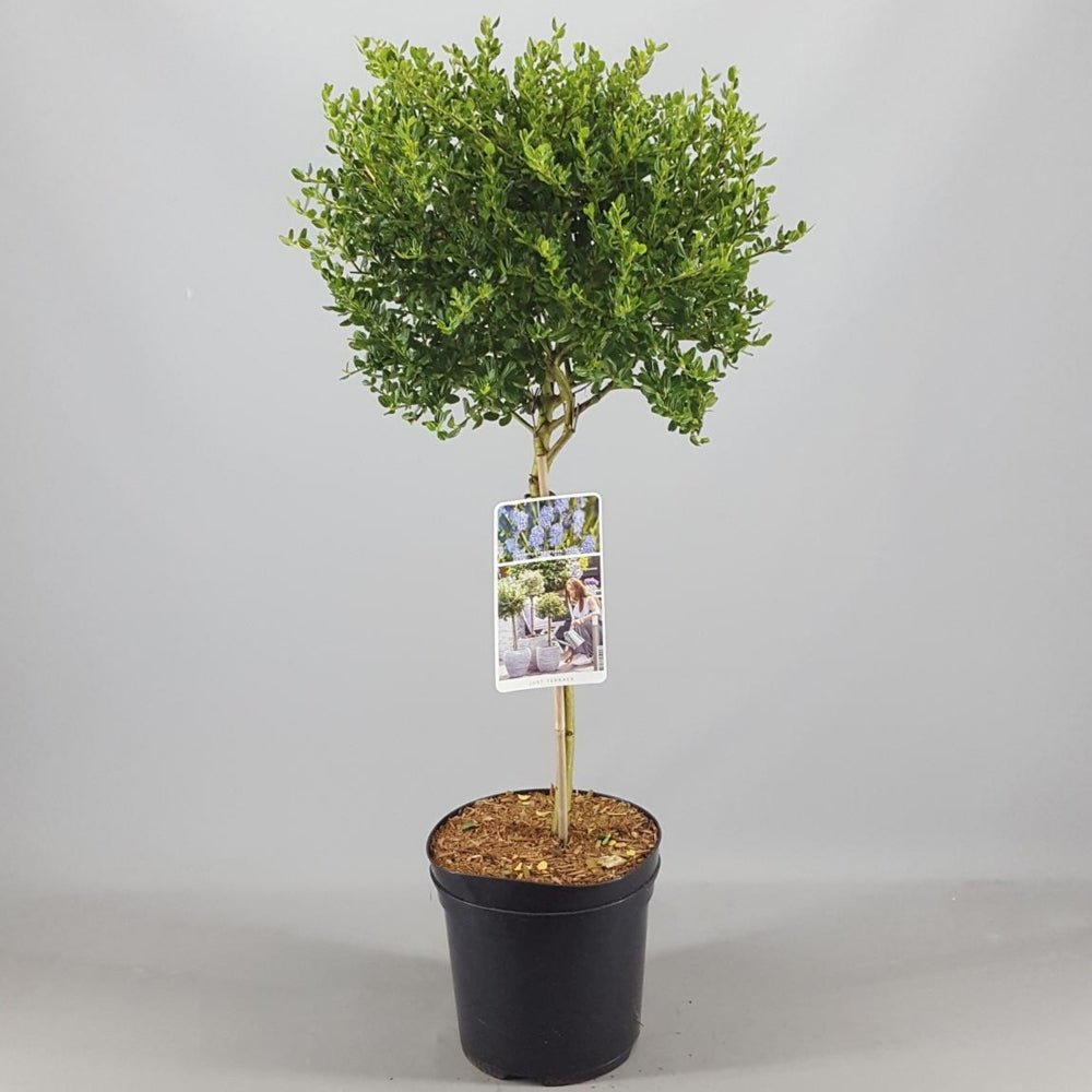 Liliac copac californian vesnic verde Victoria, cu Flori albastre