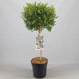 Liliac copac californian vesnic verde Victoria, cu Flori albastre