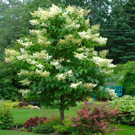 Liliac (Syringa) Copac Madame Lemoine, cu flori albe