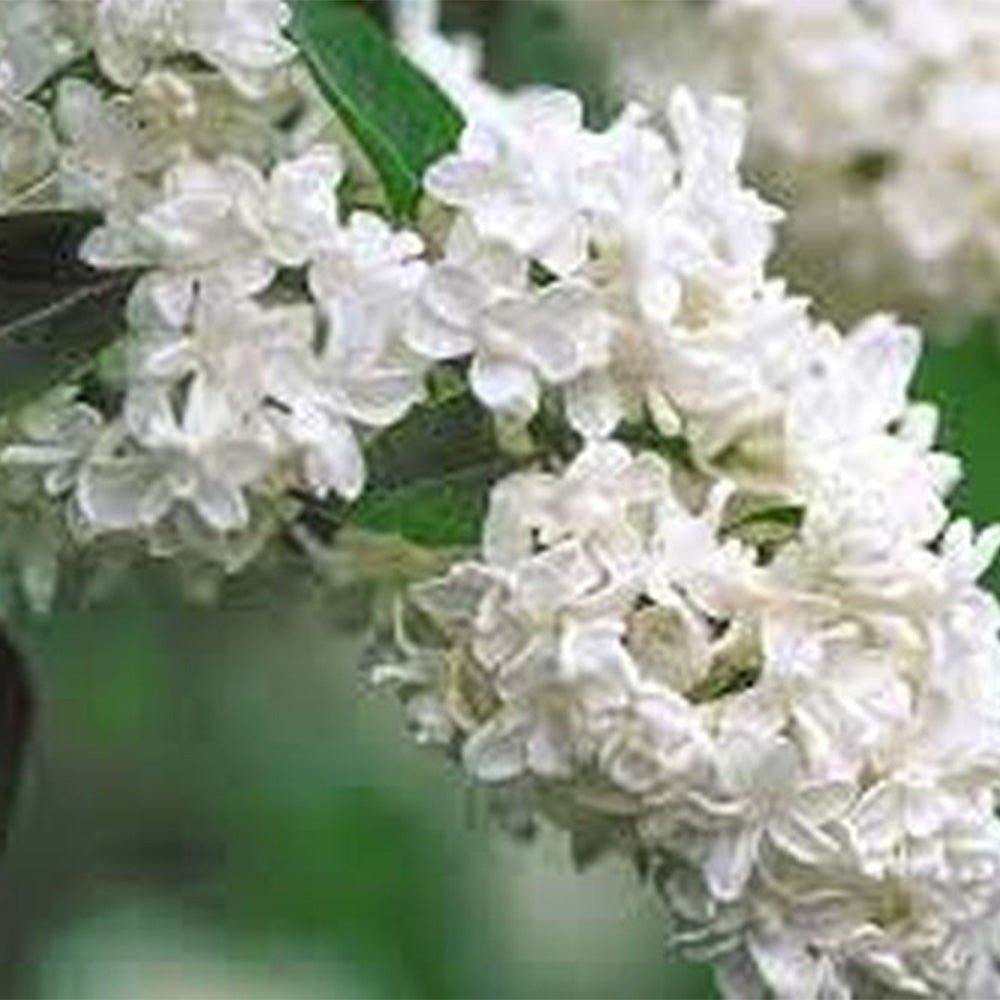 Liliac (Syringa) Copac Madame Lemoine, cu flori albe