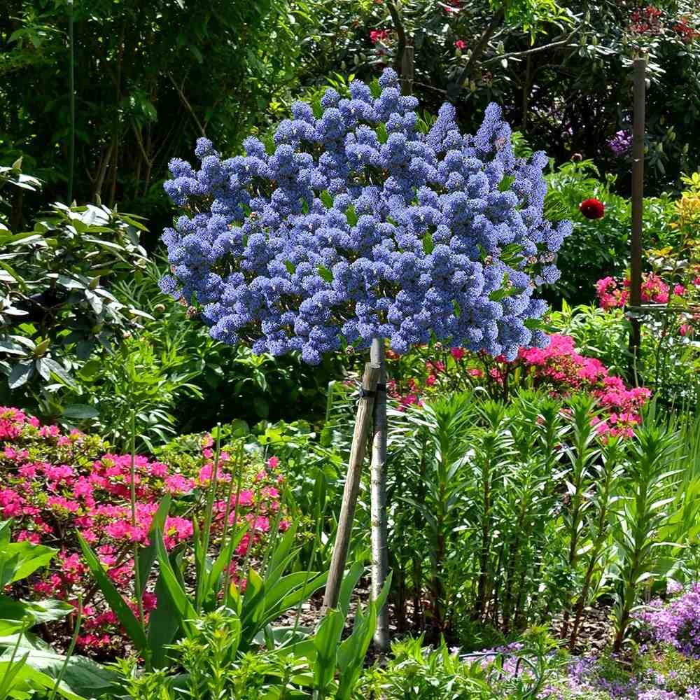 Liliac copac californian vesnic verde Victoria, cu Flori albastre