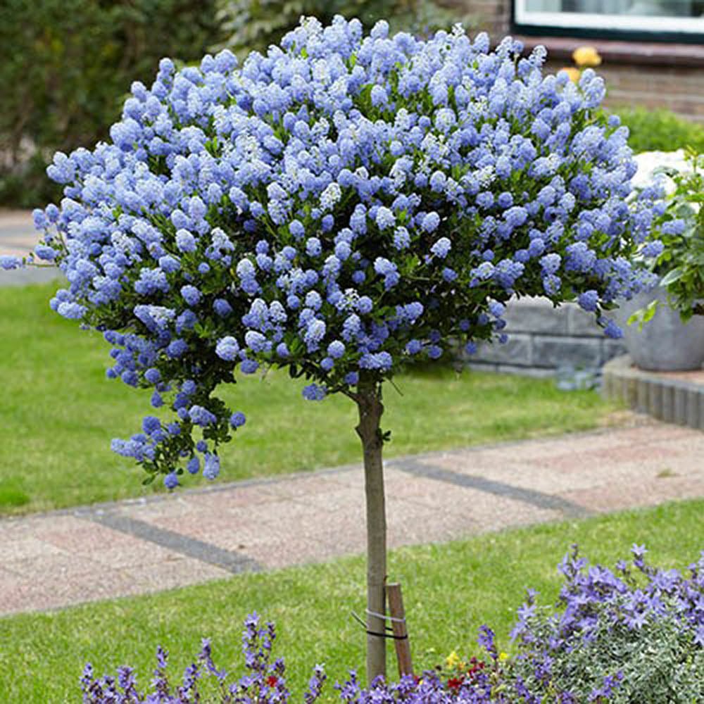 Liliac copac californian vesnic verde Victoria, cu Flori albastre